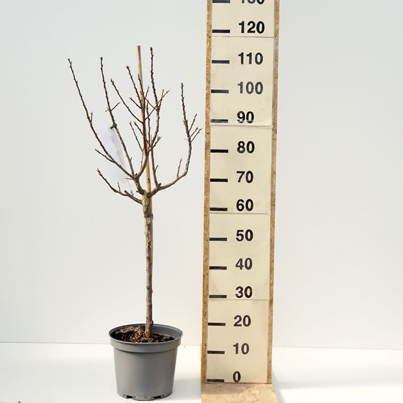 Prunus domestica  Goldust - Common plum 6L/7L pot, DwarfShipped height around 60cm sample as delivered in spring