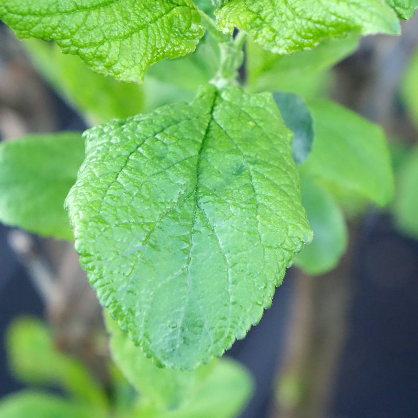 Prunus domestica Hanna - Plum (Foliage)