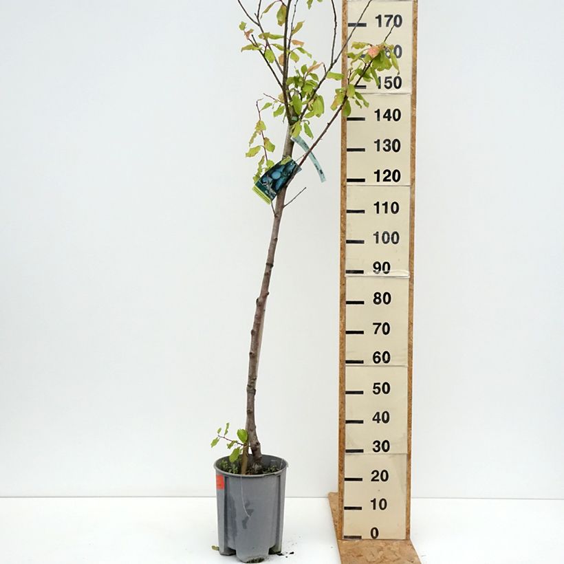 Prunus domestica Président - Common plum 7.5L/10L pot, Half standard sample as delivered in summer
