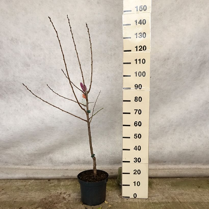Prunus domestica Victoria - Common plum 7.5L/10L pot, Goblet sample as delivered in autumn