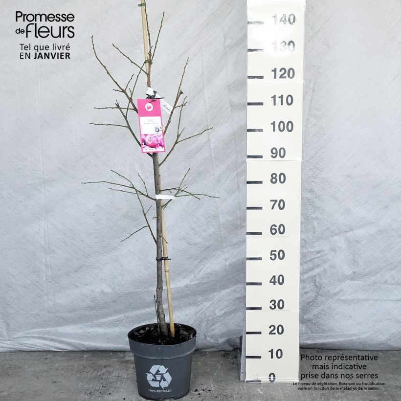 Prunier Queen Victoria Pot de 7,5L/10L sample as delivered in winter