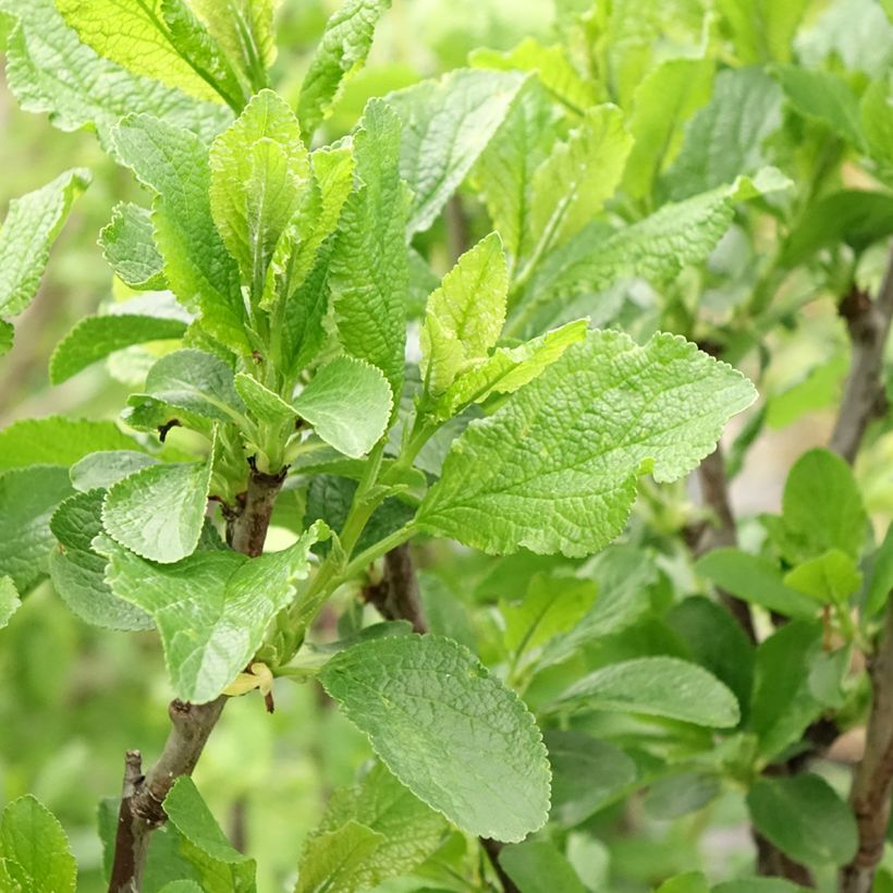 Prunus domestica Victoria - Common plum (Foliage)