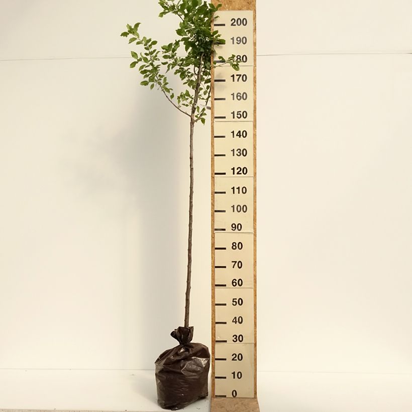 Prunus domestica Quetsche Blanche de Létricourt - Common plum Ready-to-plant root ball, Half standard sample as delivered in summer