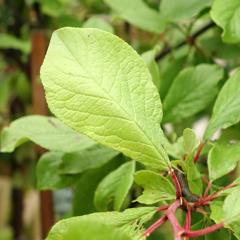 Prunus domestica Quetsche d'Alsace - Common plum (Foliage)