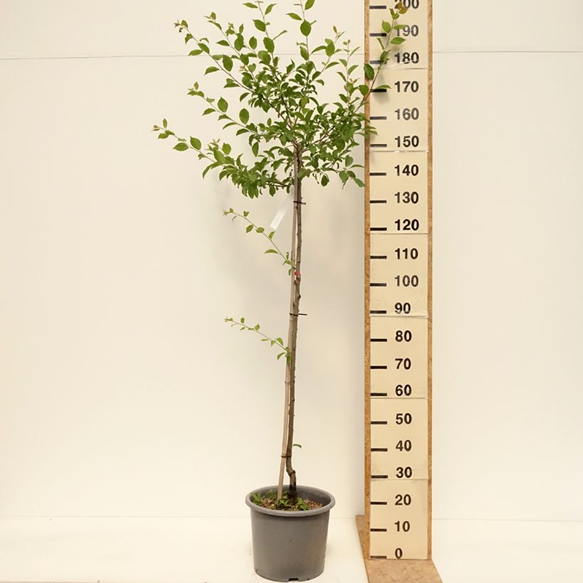 Prunus domestica Quetsche d'Alsace - Common plum 7.5L/10L pot, Half standardShipped height around 150/175cm sample as delivered in spring