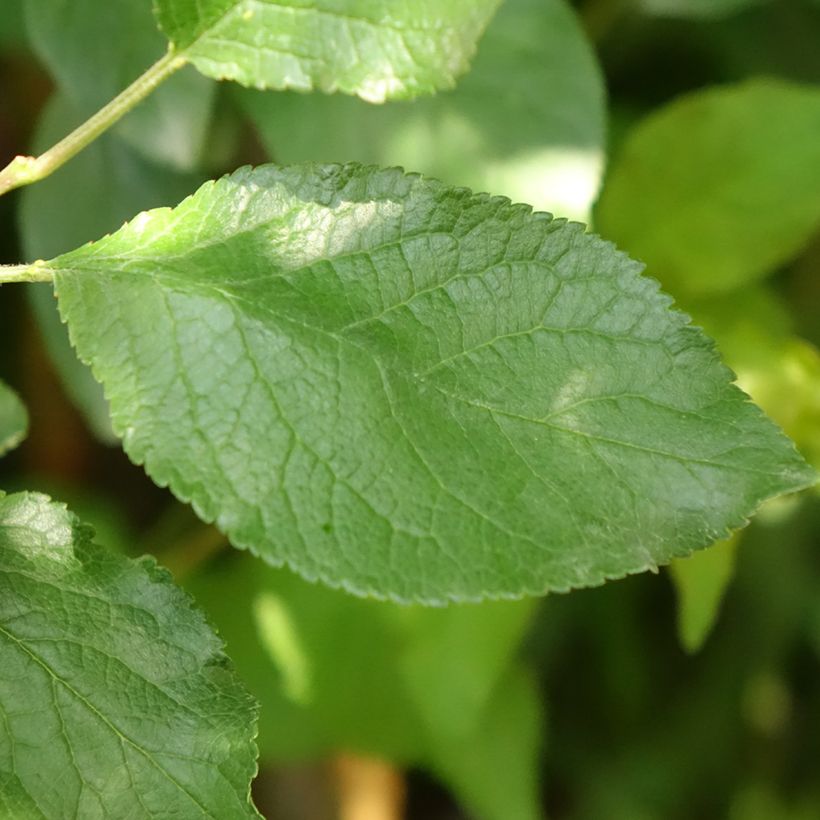 Prunus domestica Stanley - Common plum (Foliage)
