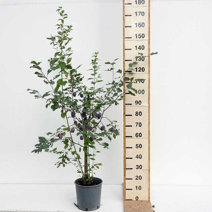 Prunus domestica Stanley - Common plum 7.5L/10L pot, Goblet sample as delivered in summer