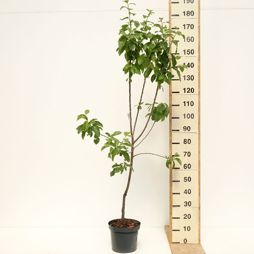 Prunus domestica Reine Claude d'Oullins - Common plum 7.5L/10L pot, GobletShipped height around 140/160cm sample as delivered in spring