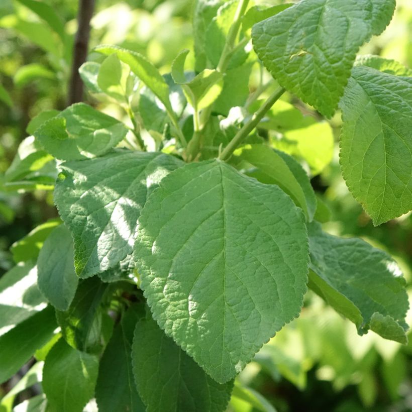 Prunus domestica Reine Claude de Bavay - Common plum (Foliage)