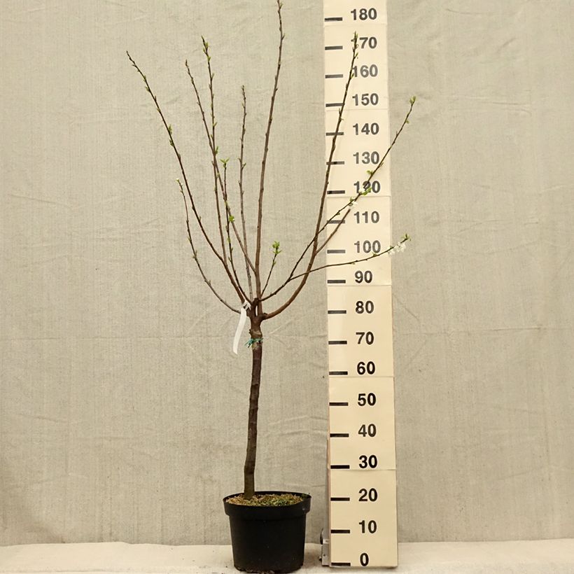 Prunus domestica Reine Claude de Bavay - Common plum sample as delivered in spring