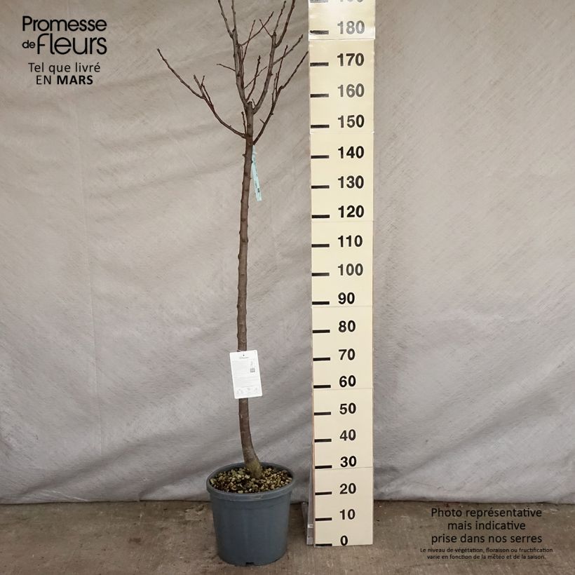 Prunus domestica Reine Claude Dorée - Common plum sample as delivered in spring
