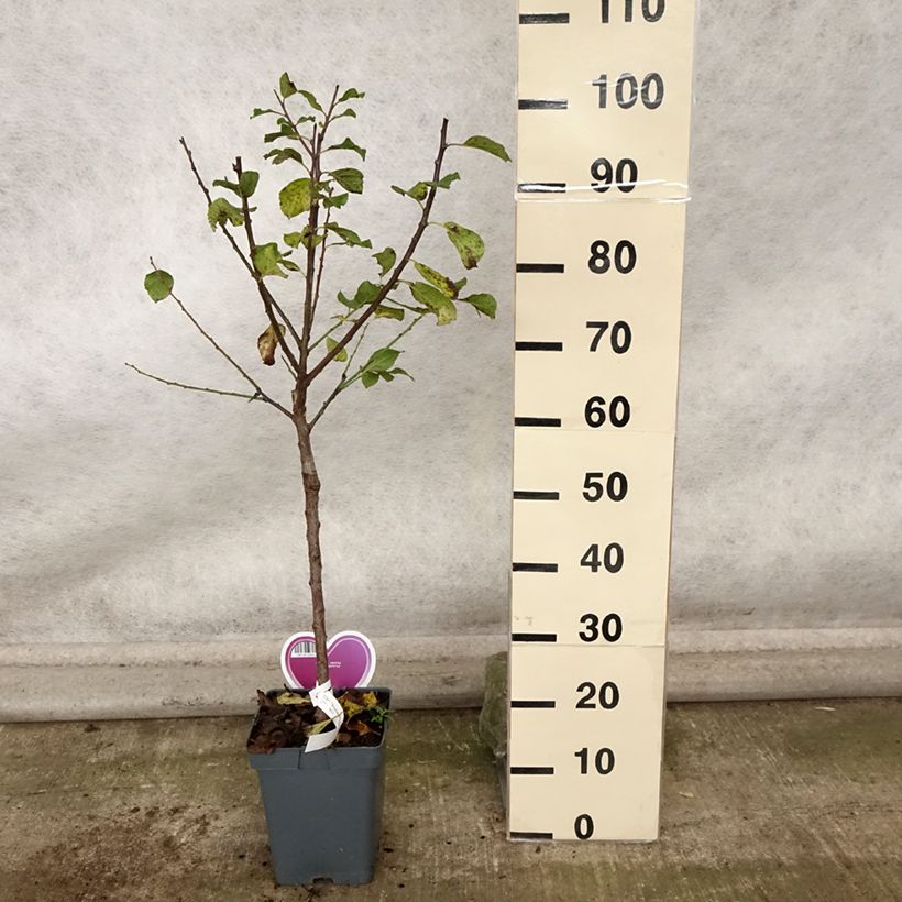 Prunus domestica Reine Claude Dorée - Common plum 7.5L/10L pot, Goblet sample as delivered in autumn