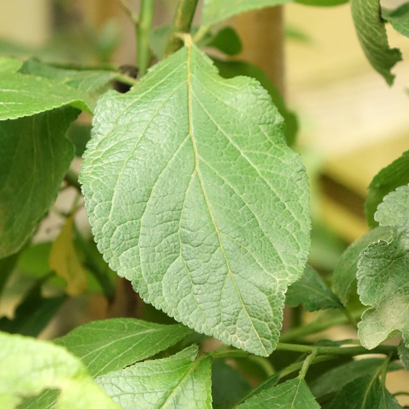 Prunus domestica Reine Claude Dorée - Common plum (Foliage)