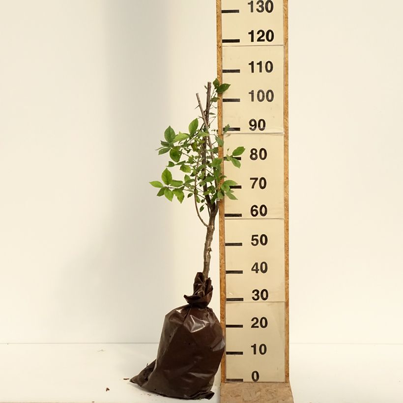 Prunus domestica Reinegold- Common plum Ready-to-plant root ball, Quarter standard sample as delivered in summer