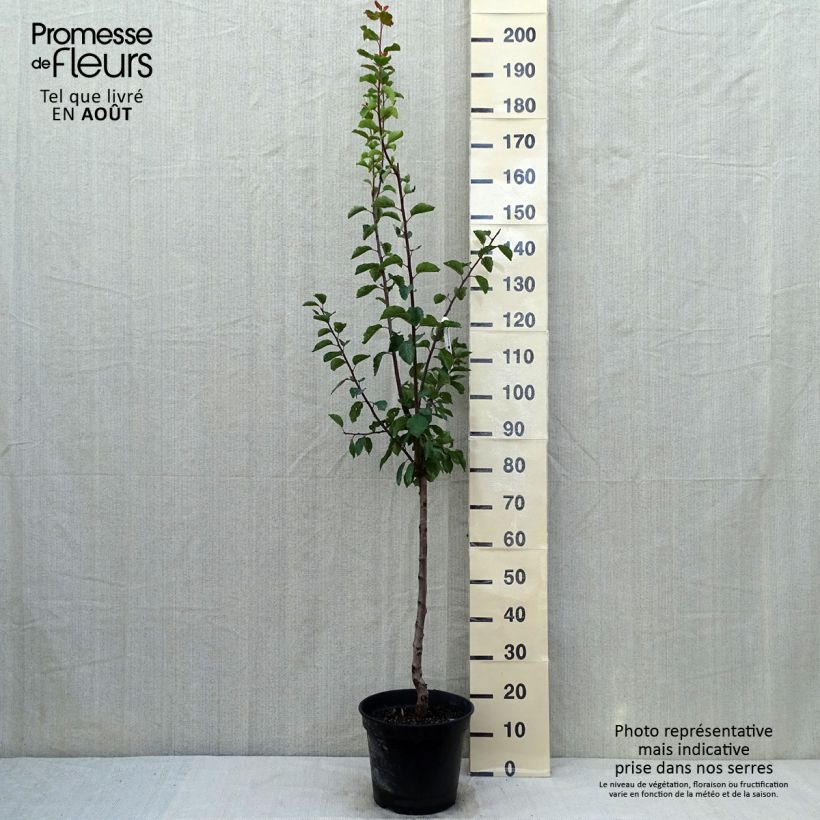 Saint Catherine Plum Tree 7.5L/10L pot, Goblet sample as delivered in summer