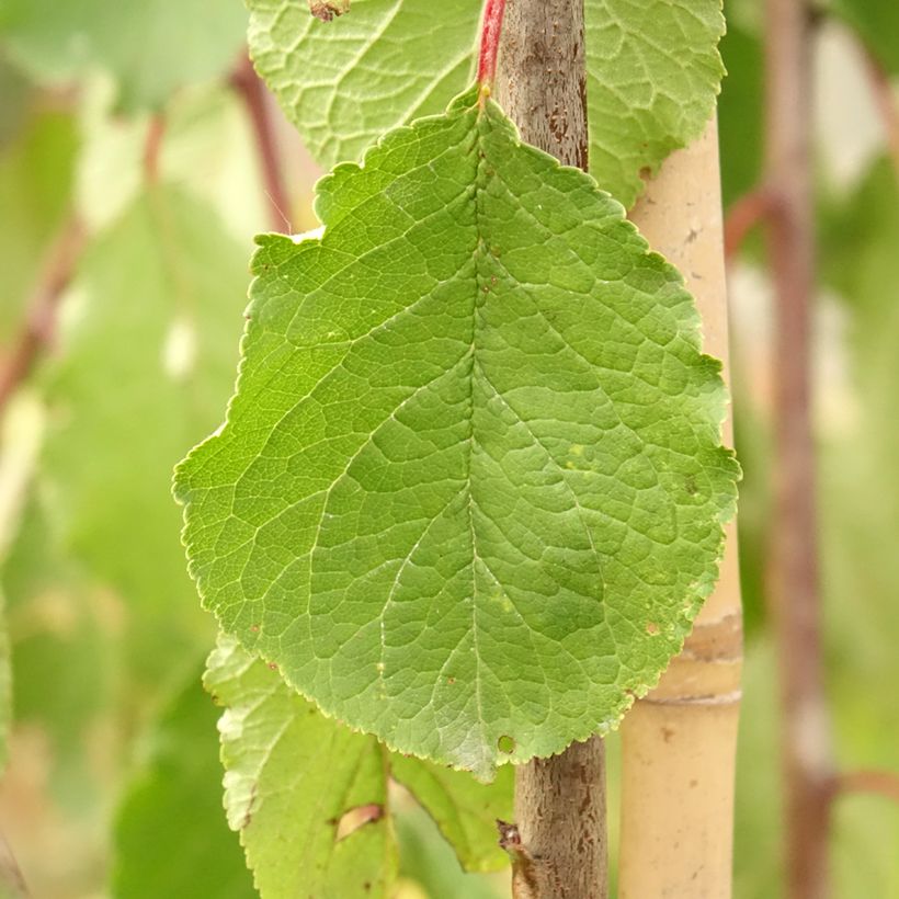 Prunus domestica Tipala (Foliage)