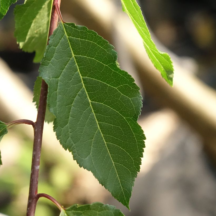 Prunus domestica Wignon - Common plum (Foliage)