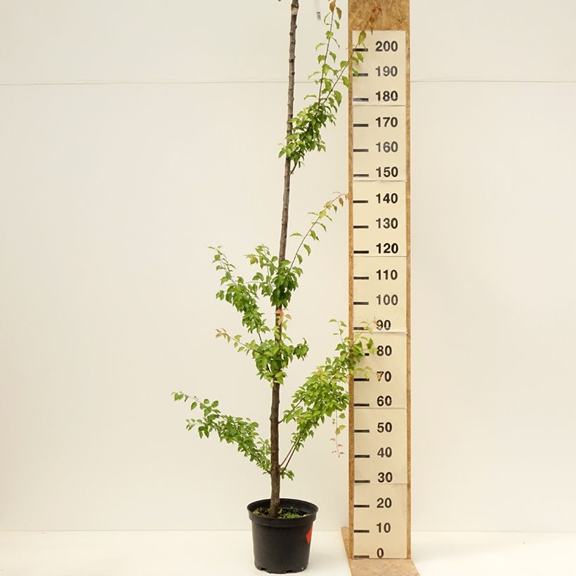 Prunus domestica Wignon - Common plum 7.5L/10L pot, StandardShipped height around 175/+cm sample as delivered in spring