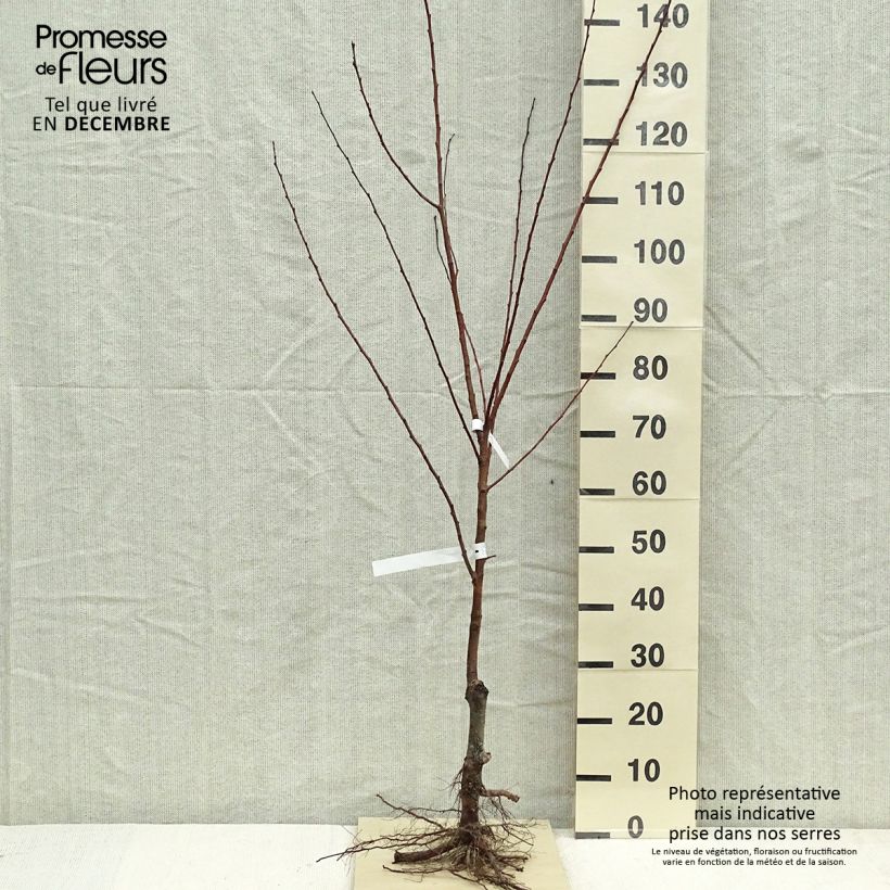 Prunus armeniaca Polonais - Apricot Tree sample as delivered in winter