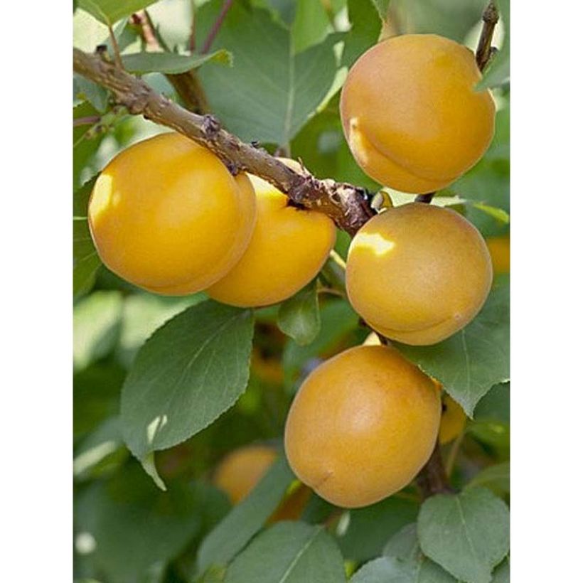 Prunus armeniaca Bulida Apricot Tree - Prunus armeniaca (Harvest)