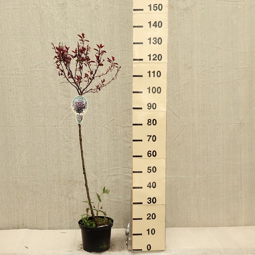 Prunus x cistena - Purple-leaved Sand Cherry 4L/5L potShipped height around 110/130cm sample as delivered in spring