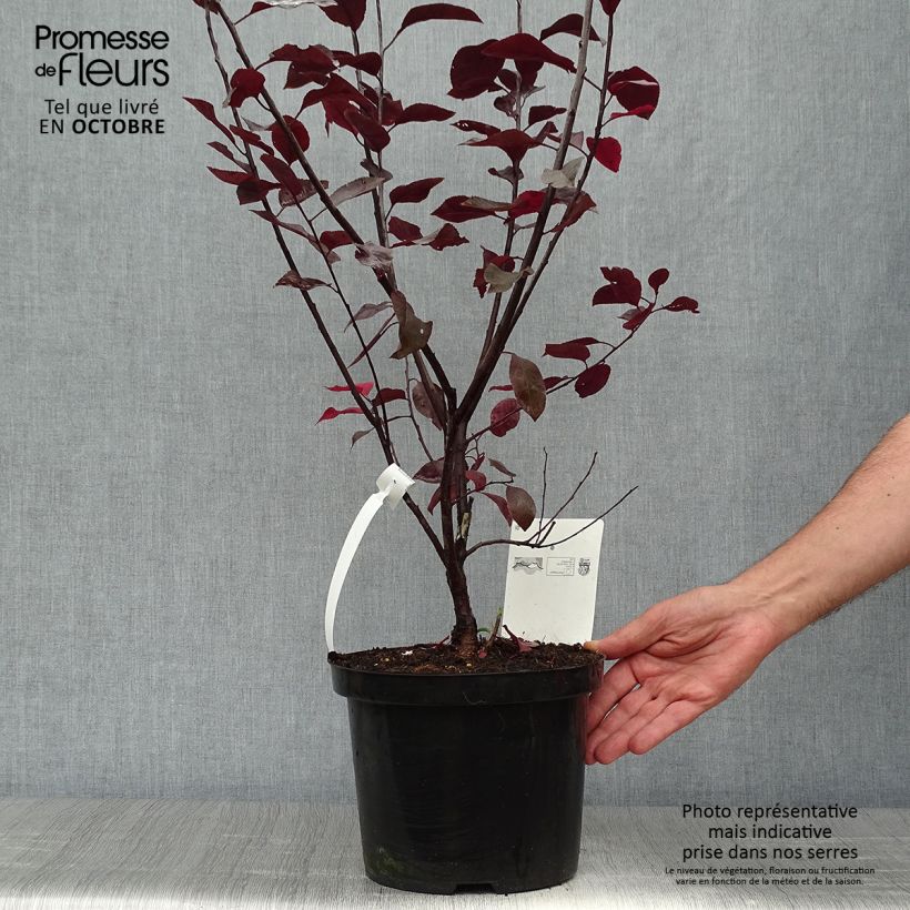 Prunus cistena - Prunier des sables Pot de 4L/5L touffe sample as delivered in autumn