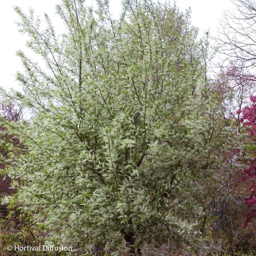 Prunus padus Le Thoureil (Plant habit)