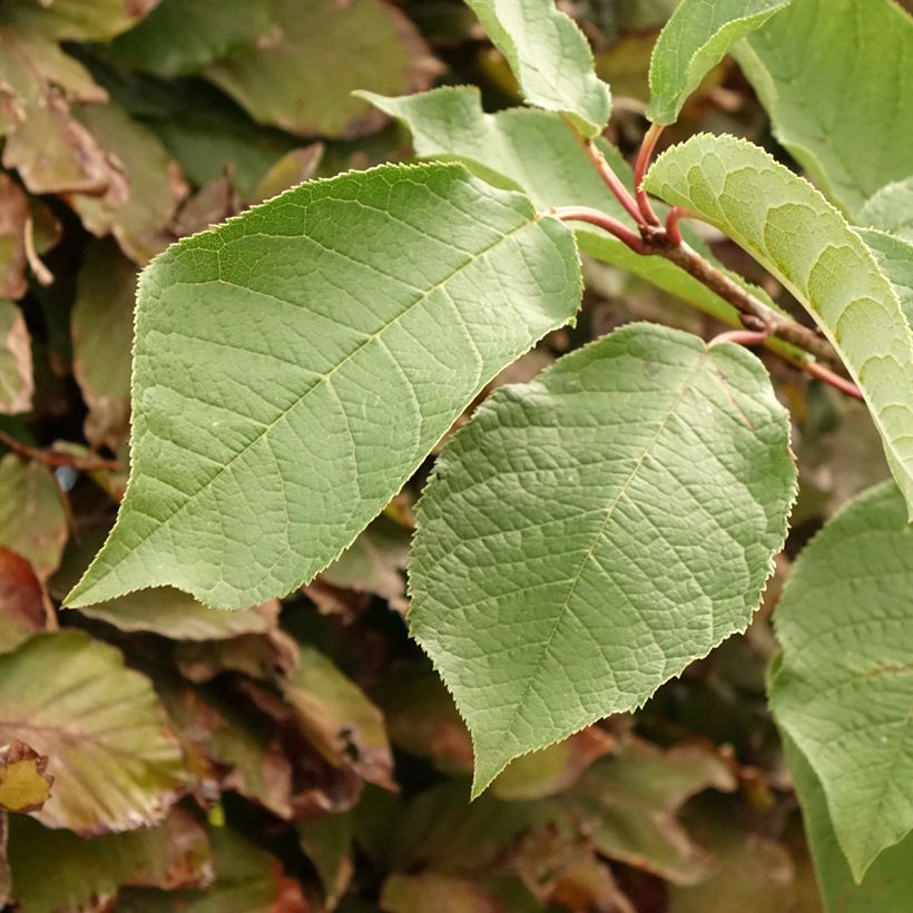 Prunus padus Le Thoureil (Foliage)