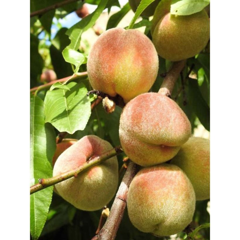 Prunus Nectarose - Nectarine tree (Harvest)