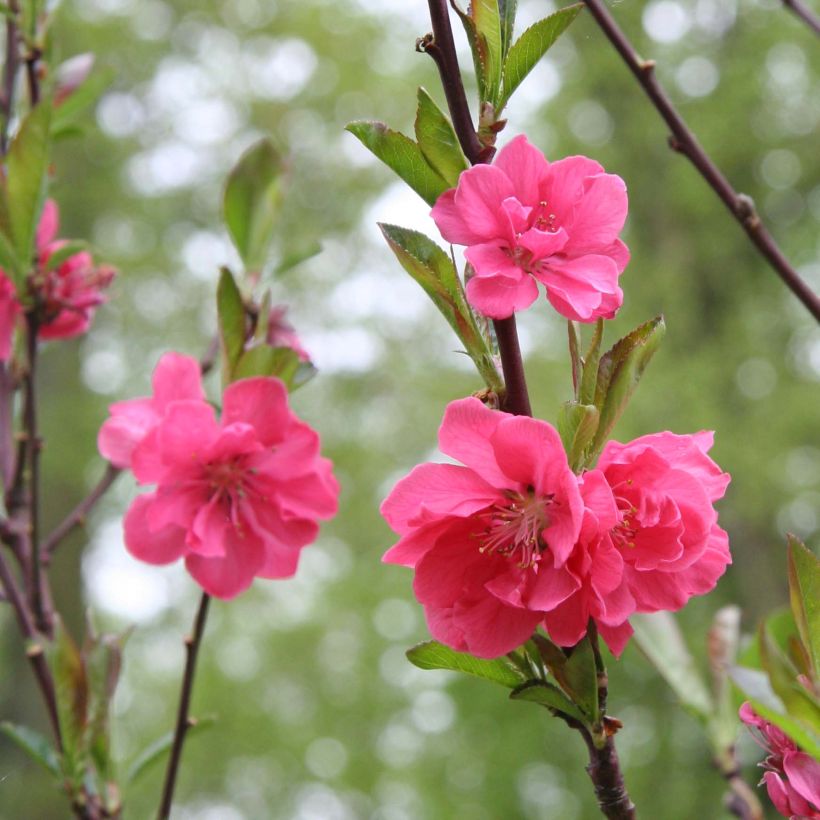 Prunus persica Taoflora Pink - Peach Tree (Flowering)