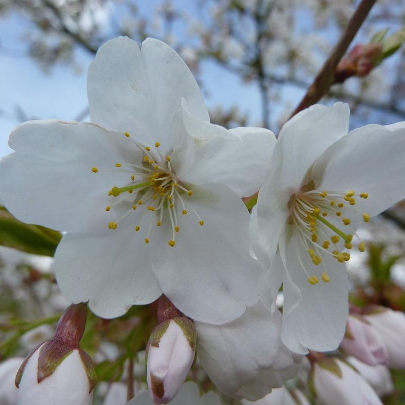 Prunus serrula Branklyn (Flowering)