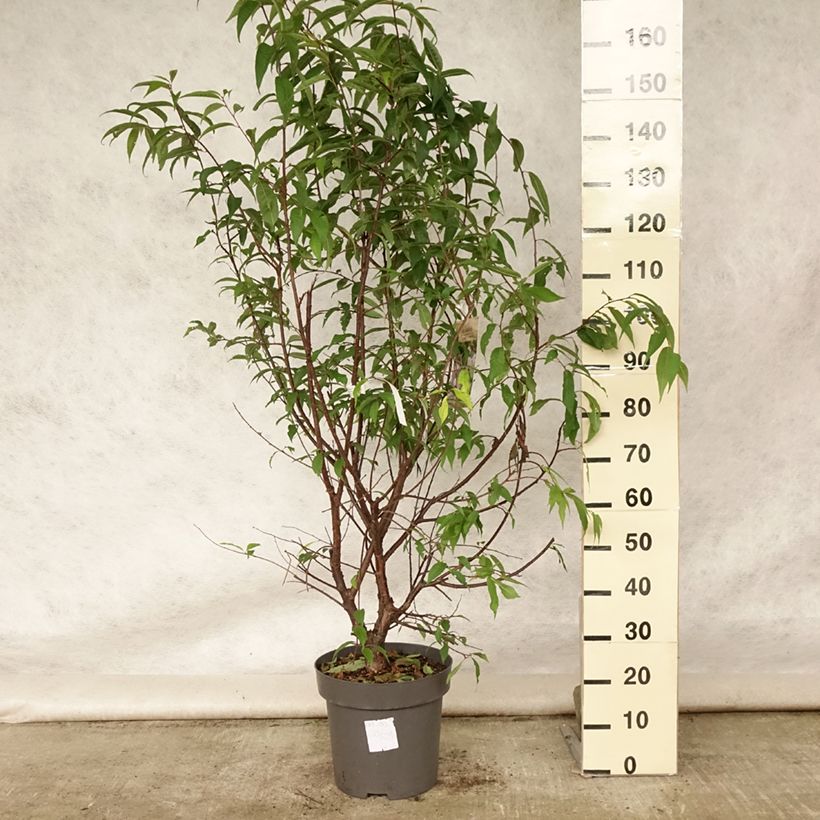 Prunus serrula - Tibetan Cherry 7.5L/10L pot sample as delivered in summer