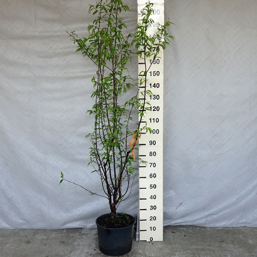 Prunus serrula - Tibetan Cherry 7.5L/10L potShipped height around 125cm sample as delivered in spring