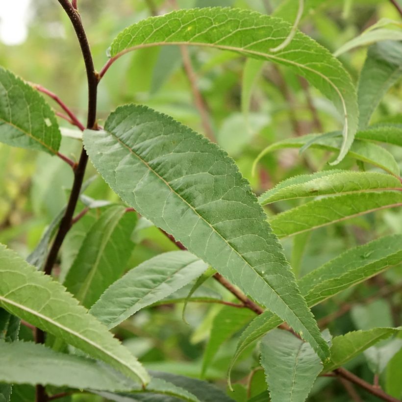 Prunus serrula - Tibetan Cherry (Foliage)