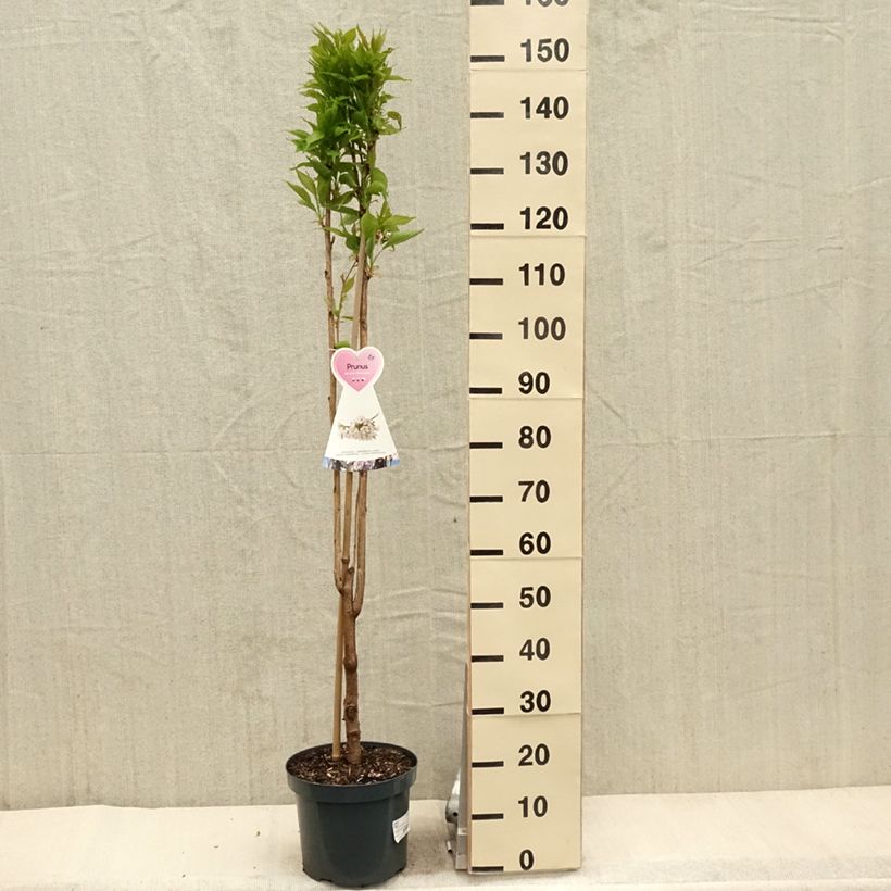 Prunus serrulata Amanogawa - Japanese Cherry 7.5L/10L potShipped height around 100/125cm sample as delivered in spring