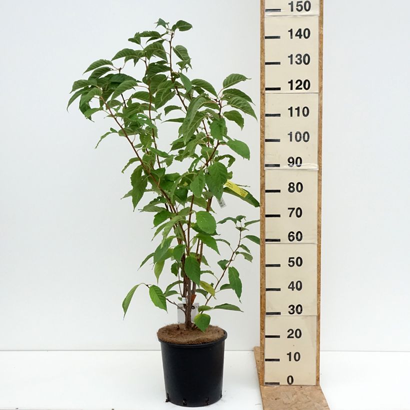 Prunus serrulata Amanogawa - Japanese Cherry 7.5L/10L pot sample as delivered in summer