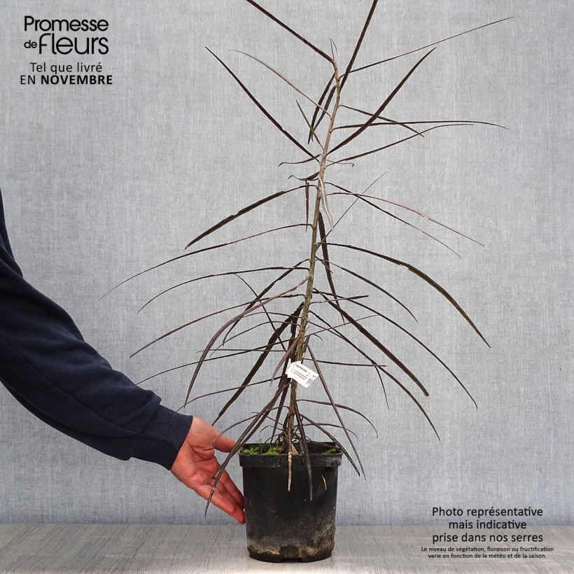 Pseudopanax crassifolius (crassifolium) Pot de 2L/3L sample as delivered in autumn