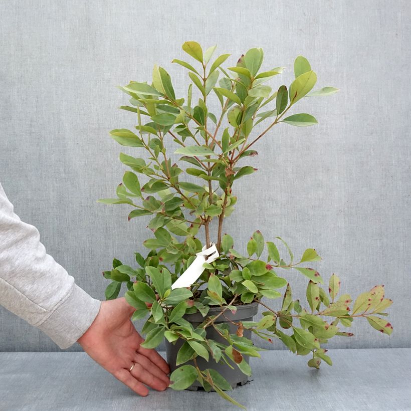 Psidium cattleyanum f. lucidum  - Strawberry guava 3L/4L pot sample as delivered in spring