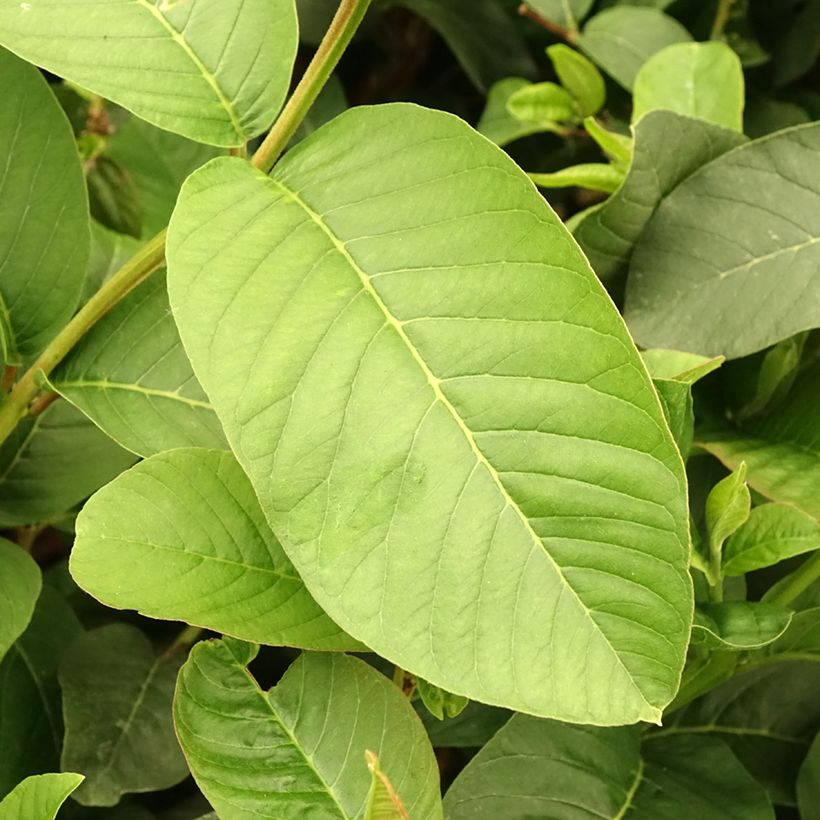 Psidium guajava Limon (Foliage)