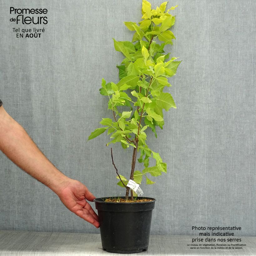 Ptelea trifoliata Aurea - Hoptree 3L/4L potShipped height around 50/60cm sample as delivered in summer