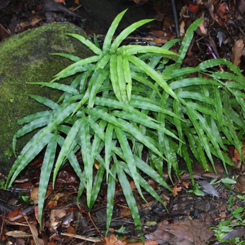 Pteris umbrosa - Jungle Brake (Plant habit)