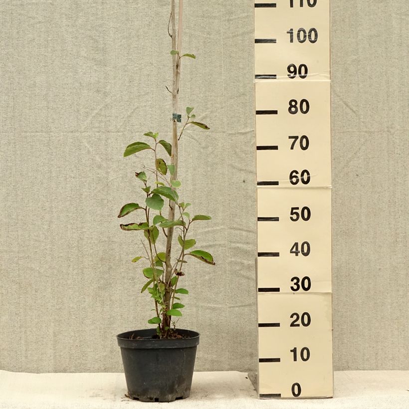 Pterostyrax corymbosa 3L/4L pot sample as delivered in summer
