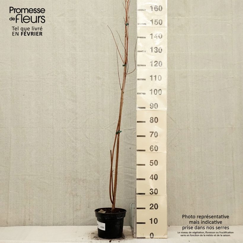 Pterostyrax hispida - Epaulette Tree sample as delivered in winter