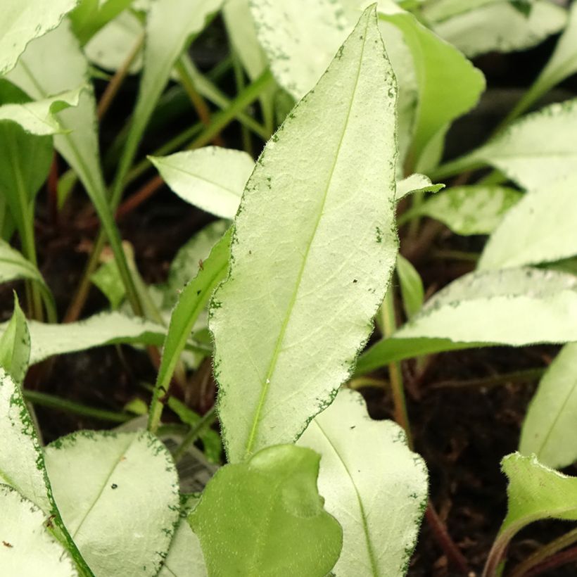 Pulmonaria Diane Clare - Lungwort (Foliage)