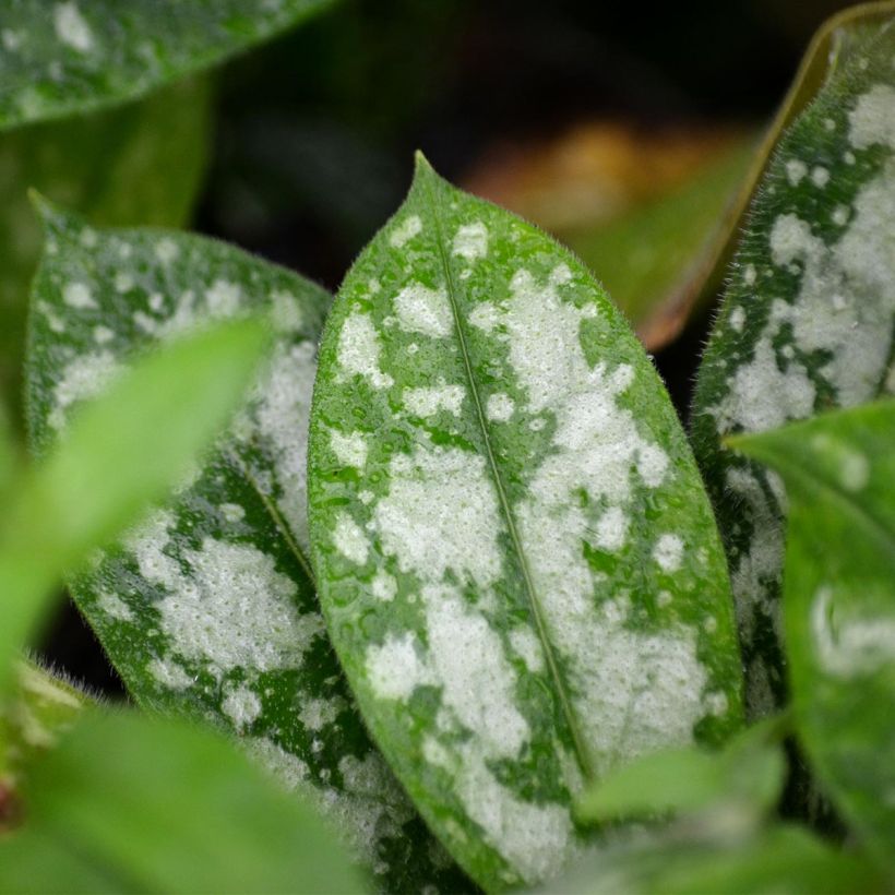 Pulmonaria Opal - Lungwort (Foliage)
