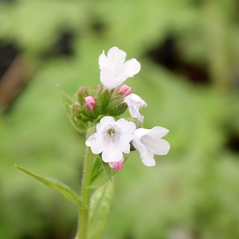 Pulmonaria Opal - Lungwort (Flowering)