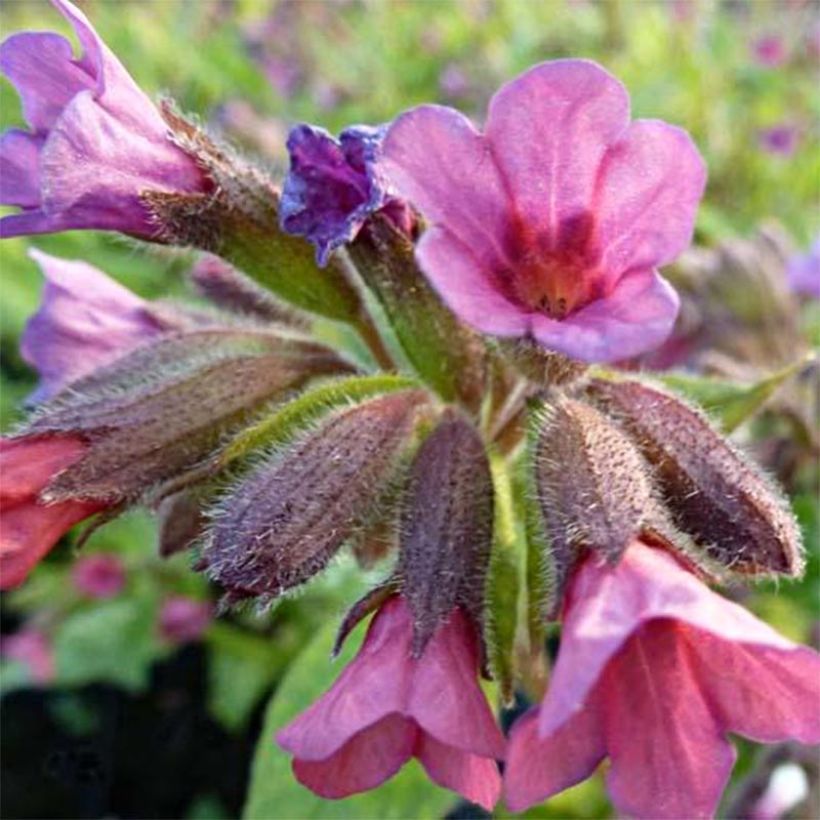Pulmonaria Victorian Brooch - Lungwort (Flowering)