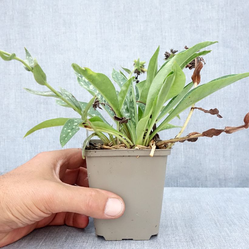 Pulmonaria longifolia E.B Anderson - Lungwort 8/9 cm pot sample as delivered in summer