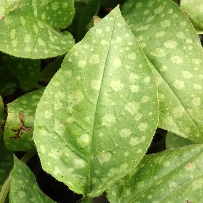 Pulmonaria saccharata Mrs Moon - Lungwort (Foliage)