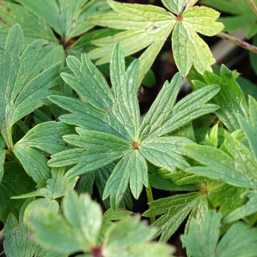 Pulsatilla patens  (Foliage)